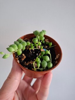 Starček - Senecio rowleyanus - 2