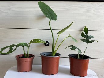 Monstera Monkey, Deliciosa, Minima - 2