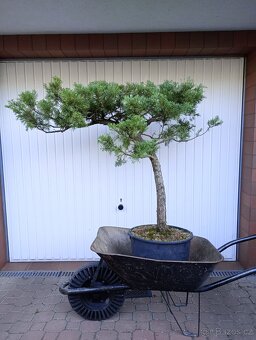 Jalovec čínský (Juniperus chinensis) bonsai - 2