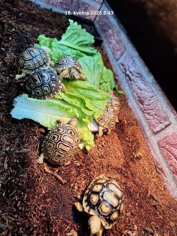 Suchozemská želva pardálí - Stigmochelys pardalis babcocki - 2