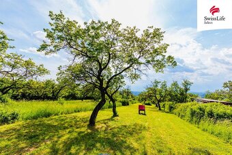 Prodej sadu, vinice 3876 m2, Židlochovice - 2