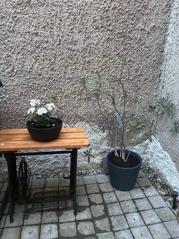 Oleander - 2
