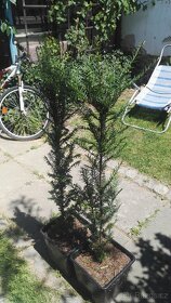 Tis červený-Taxus baccata - 2