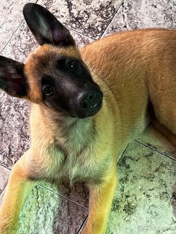 Belgicky ovčak Malinois s PP - 2