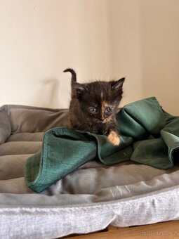 Darujeme koťátka - 2