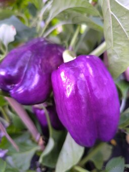 Semena - paprika, rajče - 2