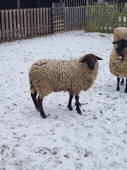 Prodám dva berany kříženci Suffolk a Zwartbles - 2