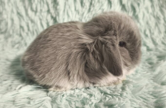 ⭐️ Vánoční ⭐️ Zakrslý beránek 🍀 U4 🍀 - 2