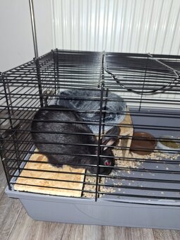 Zakrslý králíček daruji - 2