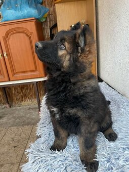 Německý ovčák - 2