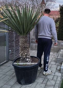 Yucca schotti X madrensis - 2