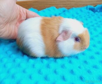 Morče - morčata - malý sameček z CHS - 2