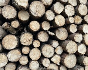 Palivové dřevo, smrková kulatina z probírky lesa - 2