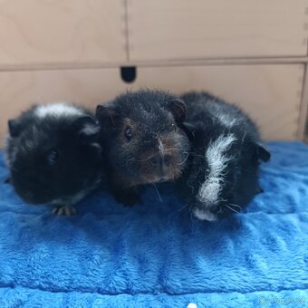 Morče US Teddy / morčata 2x samec 1x samička - 2