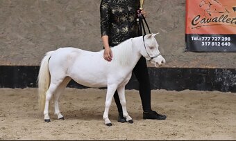 Minihorse klisna - 2