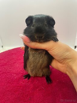 Morče hladké sameček otter černá s PP - 2
