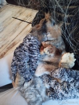 Dospělá samička zakrslého králíčka Teddy - 2