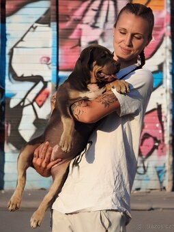 American Bully XL / XXL Blue Tricolor - 2