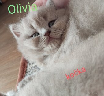 Britské koťátka - 2