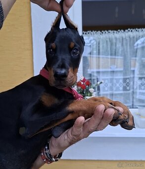 Doberman šteniatka FCI S PP - 2