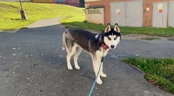 Štěně. Husky s PP 7měsíců 🥲 - 2
