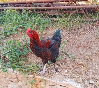 Kohout Maranský - 2