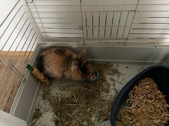 Zakrsly kralik samice - 2