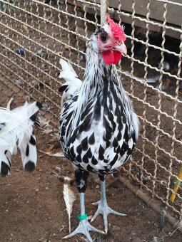 Hamburčanka - kohouti - 2