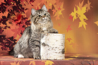 Sibiřská kočka - kočička s PP Keiko - 2