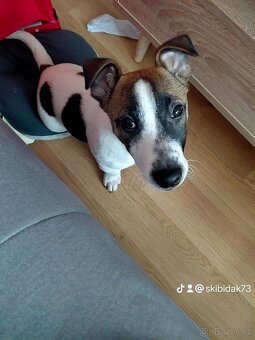 Prodám 13 týdenniho pejska - Jack Russell teriera - 2