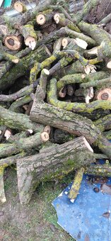 Prodej ořešáku - 2