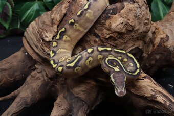 Krajta královská - samice Ghi Phantom Fire - 2