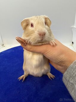 Morče hladke sameček fox béžová - 2