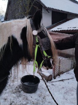 Párový postroj - 2