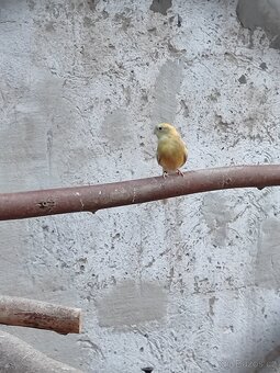 Pap. Senegalský - 2