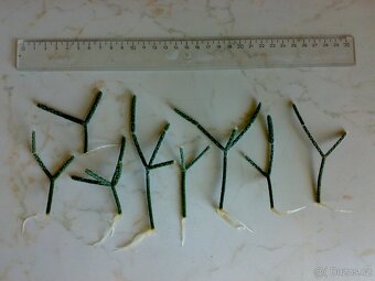 Rhipsalis pilocarpa - nenáročný kaktus - zakořeněné řízky - 2
