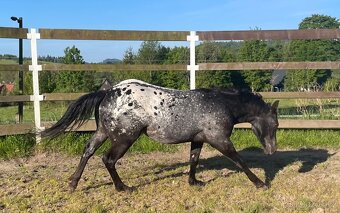 Appaloosa valach - 2