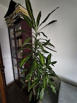 Dracaena fragrans - 2