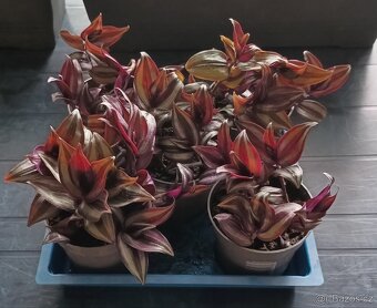 Tradescantia Nanouk - Blázen, Voděnka, Poděnka - 2
