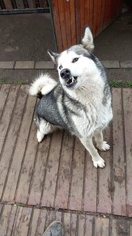 Sibiřský Husky - 2