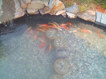 Koi kapr original - 2