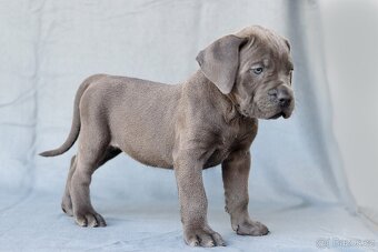 Cane corso s PP - 2