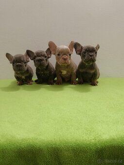 Francouzský buldoček bez pp - 2
