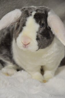 Zakrslý beránek satén rex - 2