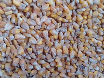 Kukurice mais kukuřici psenice jacmen majs - 2