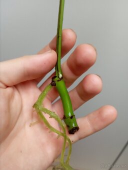 Raphidophora tetrasoerma - Monstera minima - řízek - 2