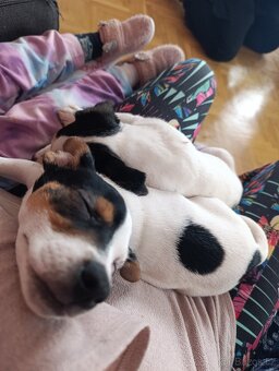 Štěňata Jack Russell a černý terier - 2