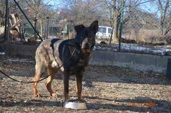 Daruji křížence NO - 2