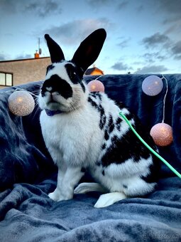 Zakrslý králík s pp - Lora - 2