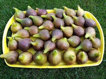 Zahradnické služby - 2